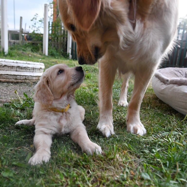🐾 ADORABLE GOLDEN RETRIEVER LITTER OF 8 🐾 for sale in Aspley, Nottinghamshire - Image 2