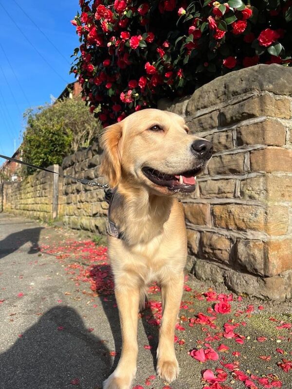 Golden Retriever puppies for sale in Aspley, Nottinghamshire – KC registered, 11 months old - Image 3 of 3