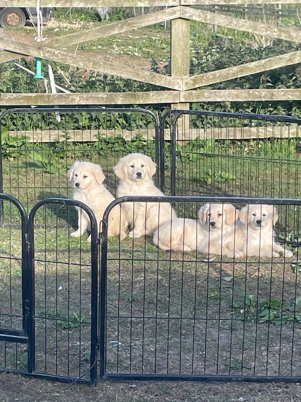 Golden Retriever puppies for sale in Bishop Auckland, Durham – 8 weeks old