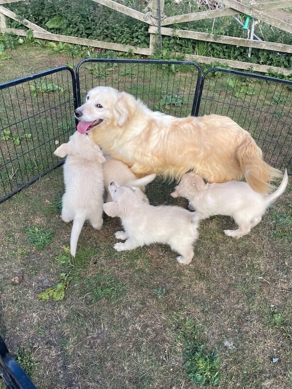 Golden Retriever puppies for sale in Bishop Auckland, Durham – 8 weeks old - Image 2 of 3