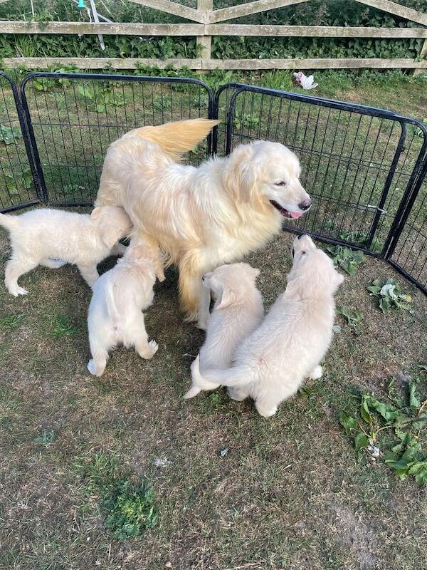 Golden Retriever puppies for sale in Bishop Auckland, Durham – 8 weeks old - Image 3 of 3