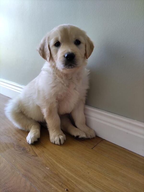 Golden Retriever Puppies For Sale Under £1,000