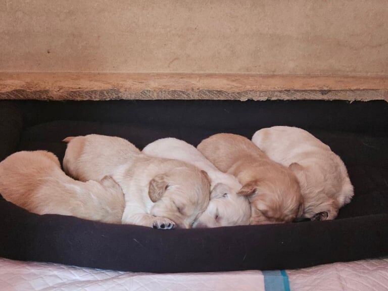 Adorable Golden Retriever Puppies Seeking Loving Homes for sale in Keady, County Armagh