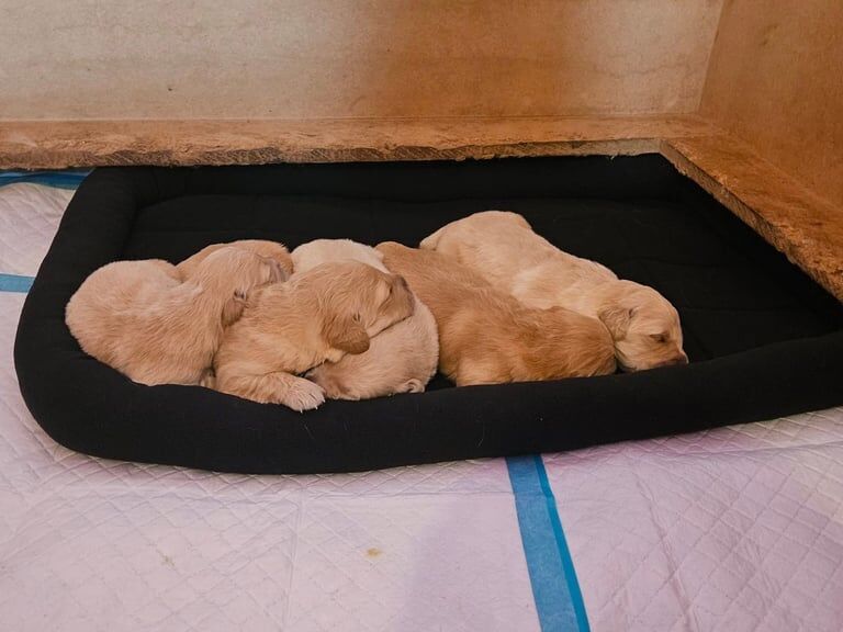Adorable Golden Retriever Puppies Seeking Loving Homes for sale in Keady, County Armagh | Image 2
