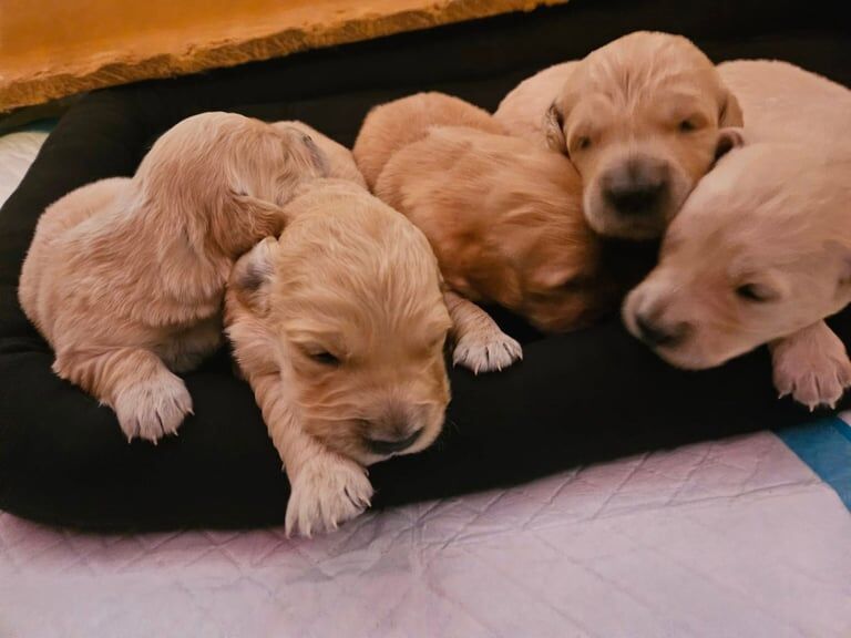 Adorable Golden Retriever Puppies Seeking Loving Homes for sale in Keady, County Armagh | Image 3