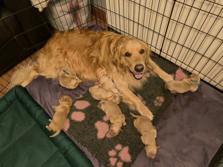 Golden Retriever puppies for sale in Aberdeen – KC registered, 1 year old - Image 2 of 3