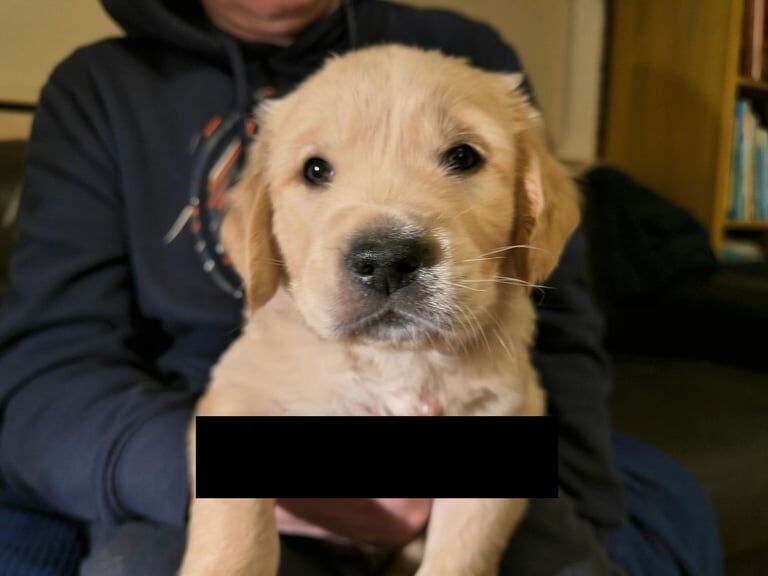 Golden Retriever puppies for sale in Aberdeen – KC registered, 1 year old - Image 3 of 3