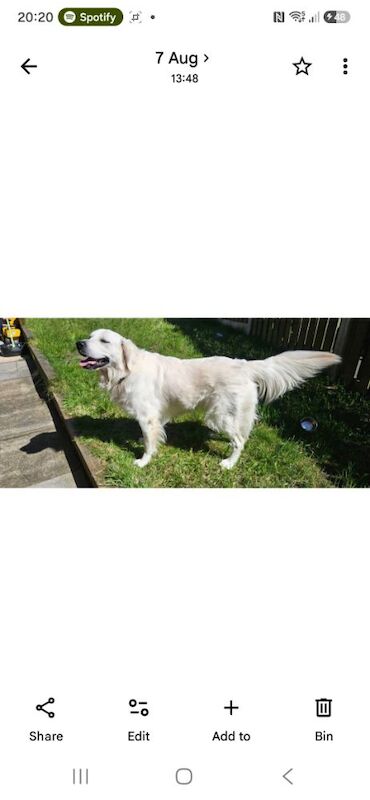 Golden Retriever Puppies For Sale