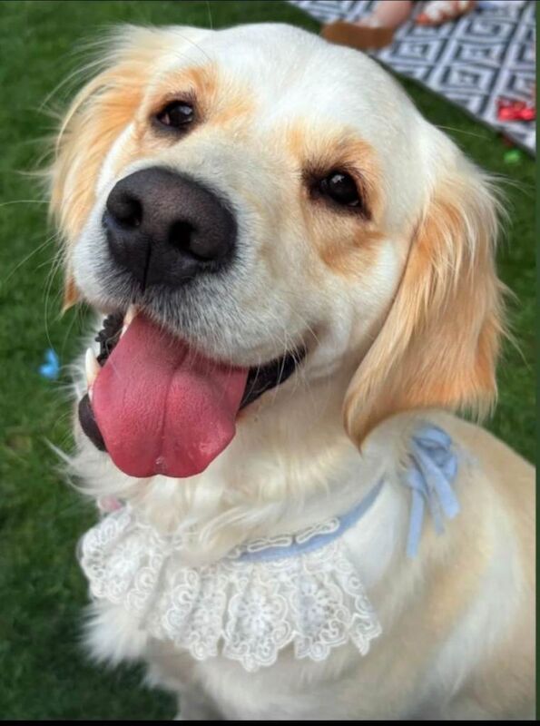 Beautiful 3-Year-Old Golden Retriever Looking for a Loving Forever Home