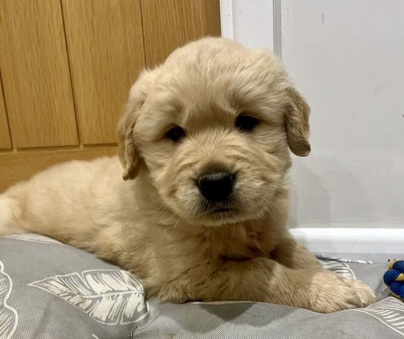 Golden Retriever puppies for sale in Knighton / Tref-y-Clawdd, Powys – KC registered, 5 weeks old - Image 2 of 10