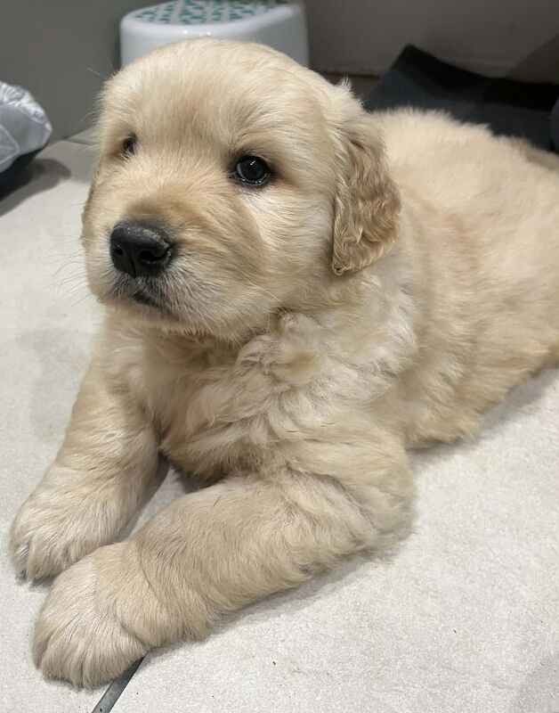 Golden Retriever puppies for sale in Knighton / Tref-y-Clawdd, Powys – KC registered, 5 weeks old - Image 4 of 10