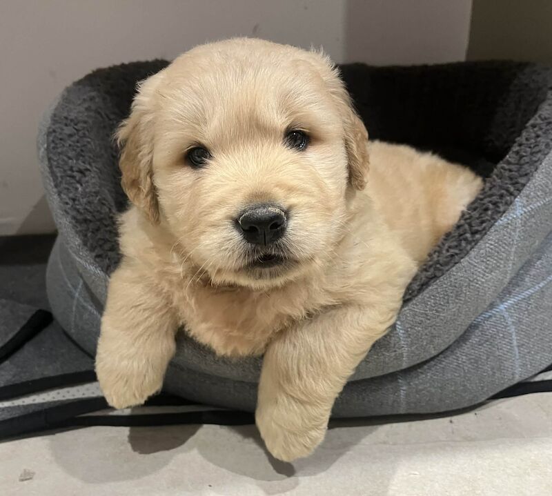 Golden Retriever puppies for sale in Knighton / Tref-y-Clawdd, Powys – KC registered, 5 weeks old - Image 5 of 10