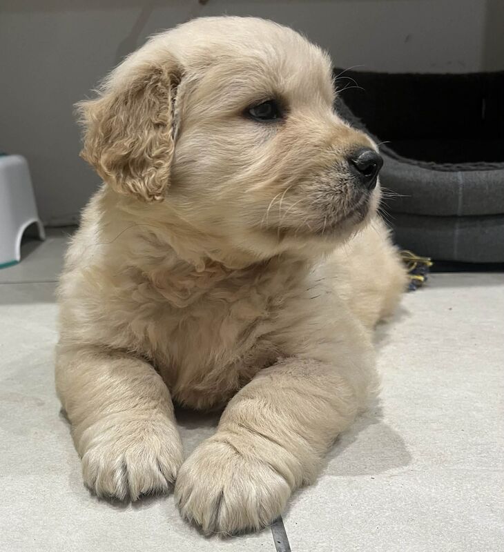 Golden Retriever puppies for sale in Knighton / Tref-y-Clawdd, Powys – KC registered, 5 weeks old - Image 6 of 10