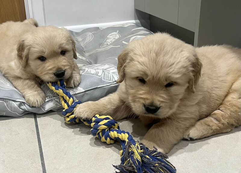 Golden Retriever puppies for sale in Knighton / Tref-y-Clawdd, Powys – KC registered, 5 weeks old - Image 10 of 10