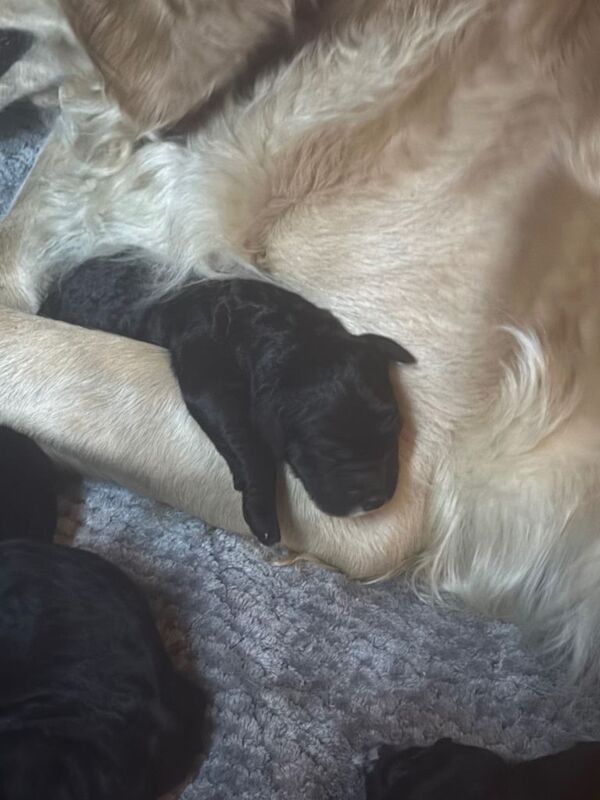 Beautiful f1 b goldendoodles