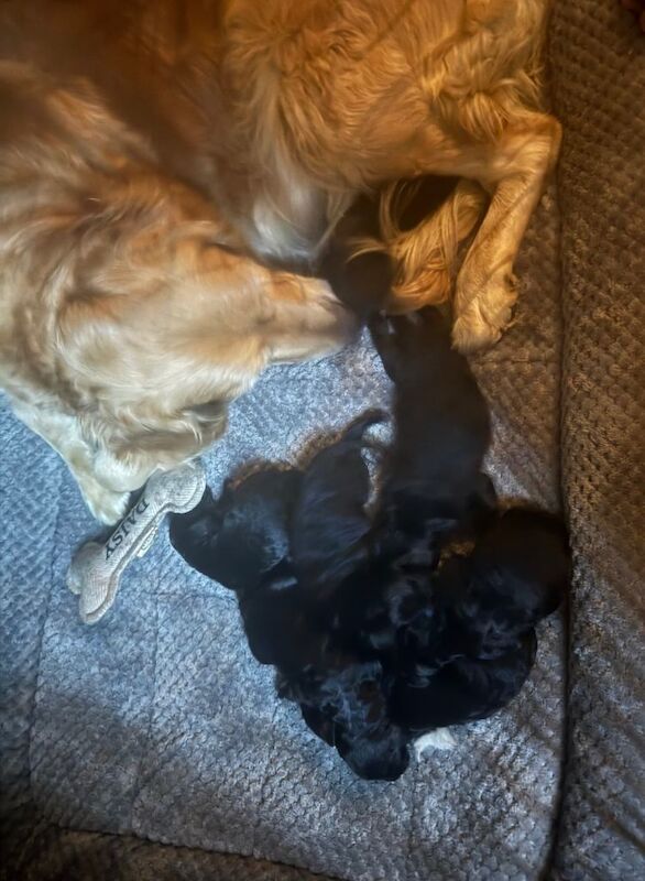 Beautiful f1 b goldendoodles - Image 2 of 4