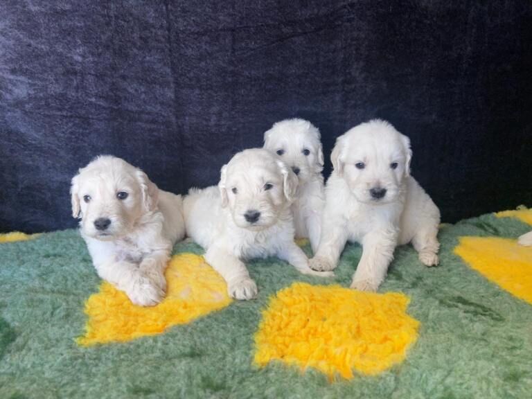 Beautiful f1 goldendoodle puppies