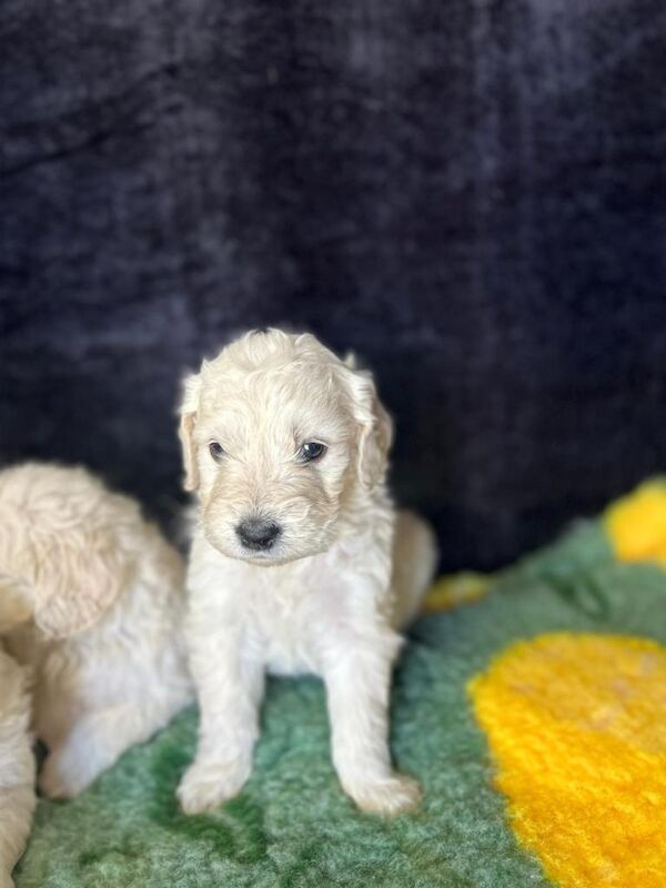 Beautiful f1 goldendoodle puppies - Image 2 of 6