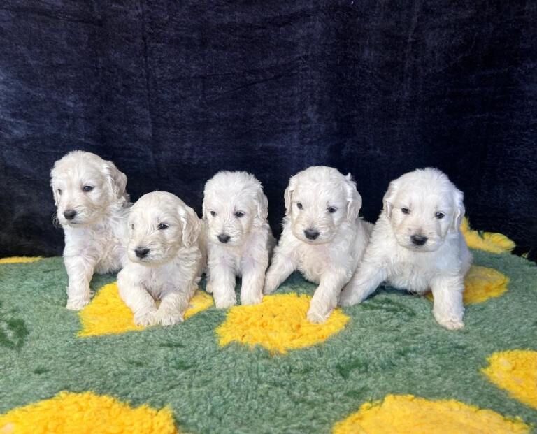 Beautiful f1 goldendoodle puppies - Image 3 of 6