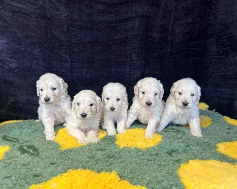 Beautiful f1 goldendoodle puppies - Image 4 of 6
