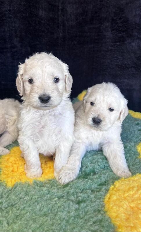 Beautiful f1 goldendoodle puppies - Image 5 of 6