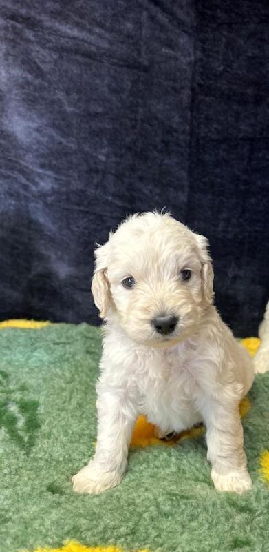 Beautiful f1 goldendoodle puppies - Image 6 of 6