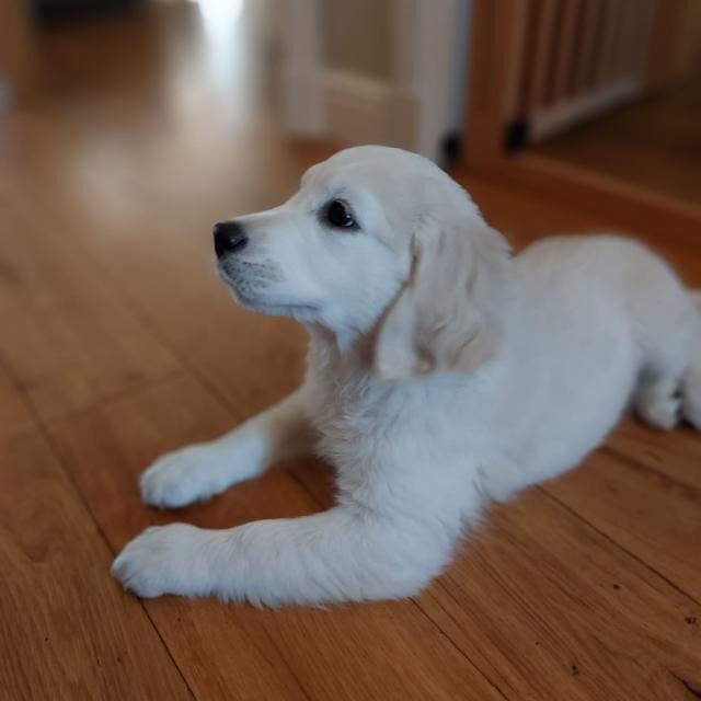 Beautiful Female Golden Retriever -Excellent Bloodlines Health Tested Parents