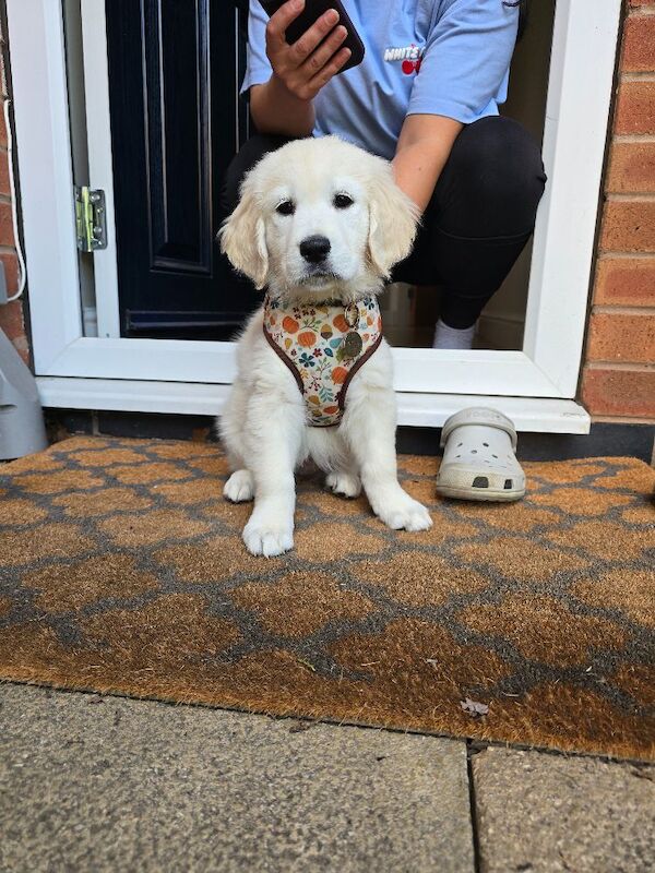 Beautiful Female Golden Retriever Puppy