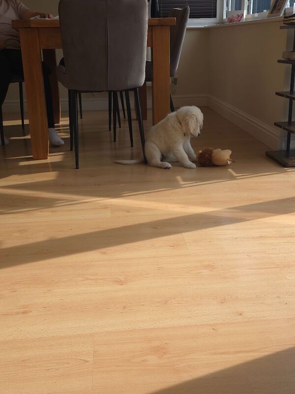 Beautiful Female Golden Retriever Puppy - Image 2 of 3
