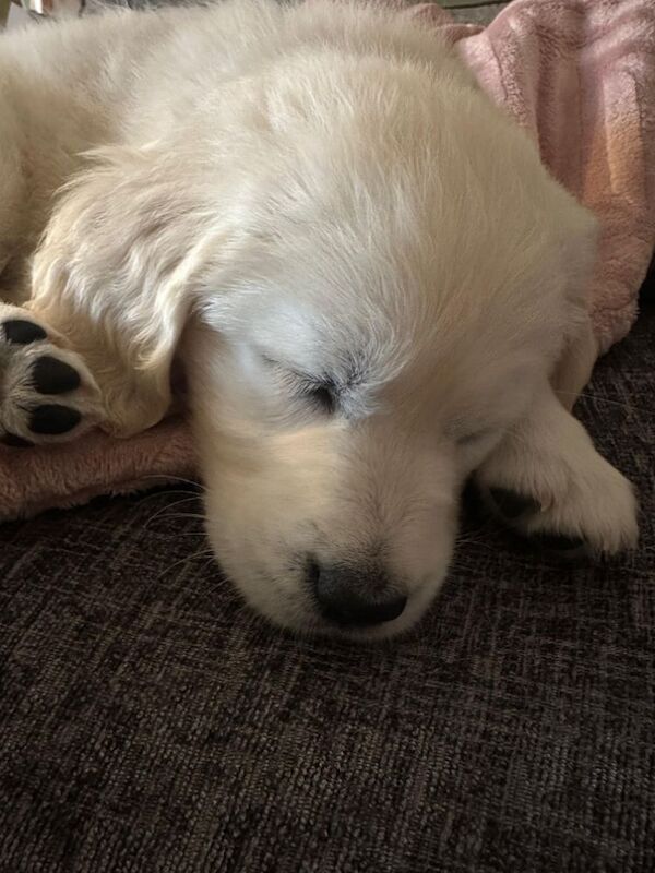 Beautiful Female Golden Retriever Puppy - Image 3 of 3