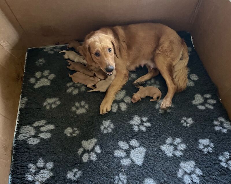 Beautiful fox red KC registered golden retriever puppies