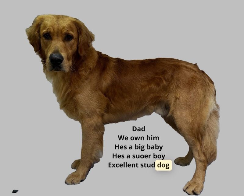 Beautiful fox red KC registered golden retriever puppies - Image 2 of 7