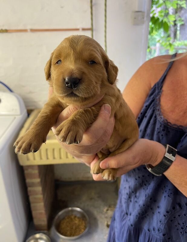 Beautiful fox red KC registered golden retriever puppies - Image 3 of 7