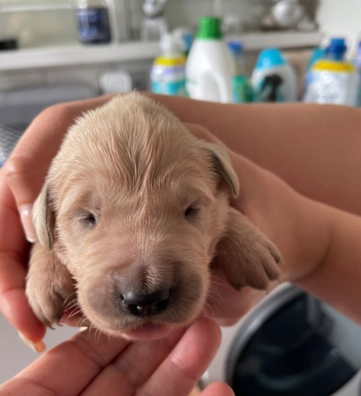 Beautiful fox red KC registered golden retriever puppies - Image 4 of 7