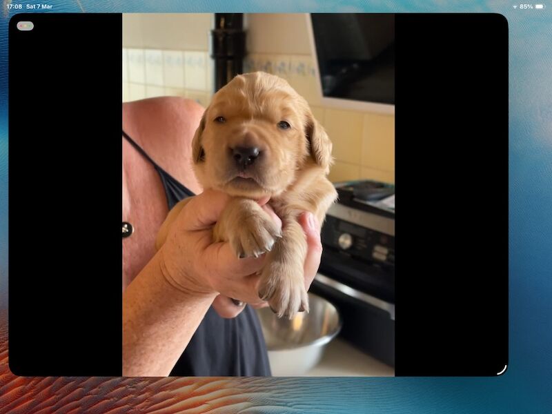 Beautiful fox red KC registered golden retriever puppies - Image 5 of 7