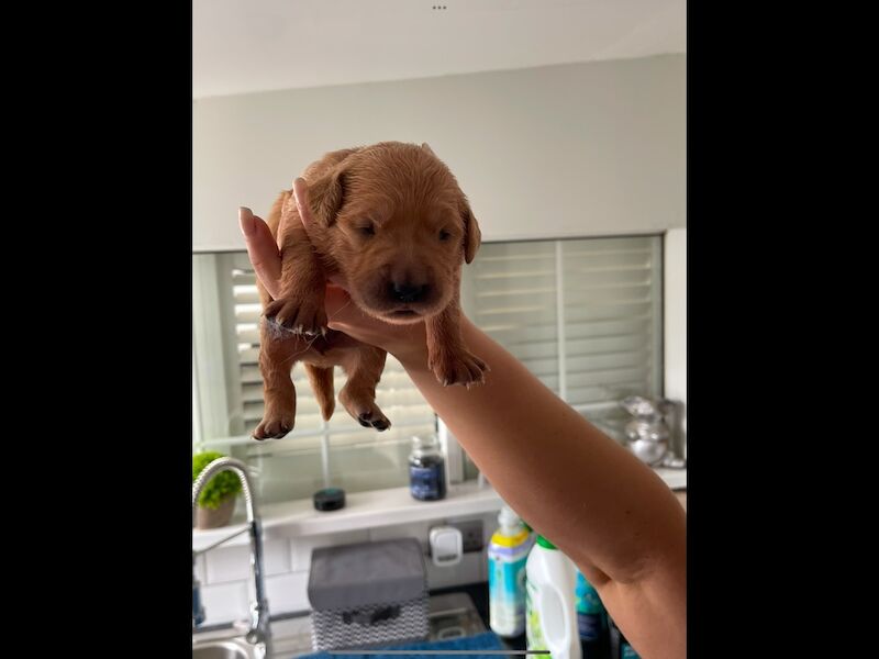 Beautiful fox red KC registered golden retriever puppies - Image 6 of 7