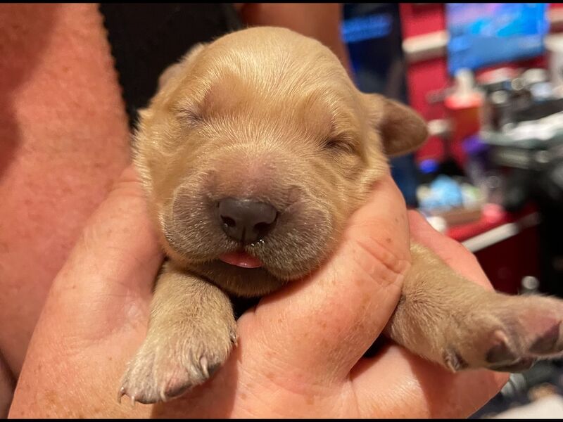 Beautiful fox red KC registered golden retriever puppies - Image 7 of 7