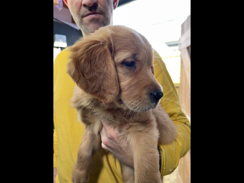 Beautiful girl and boy KC reg ready now 