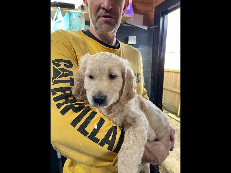 Beautiful girl and boy KC reg ready now - Image 2 of 7