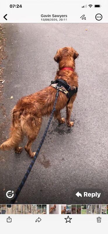 Beautiful girl and boy KC reg ready now - Image 3 of 7