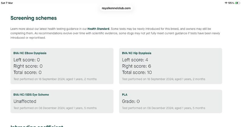 Beautiful girl and boy KC reg ready now - Image 6 of 7