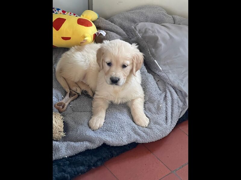 Golden Retriever puppies for sale in Haywards Heath, West Sussex – KC registered, 9 weeks old