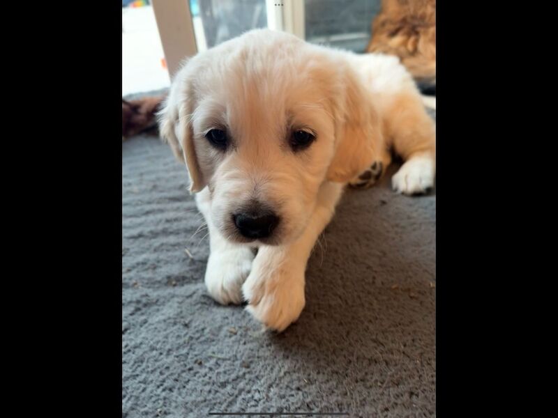 Golden Retriever puppies for sale in Haywards Heath, West Sussex – KC registered, 9 weeks old - Image 2 of 6