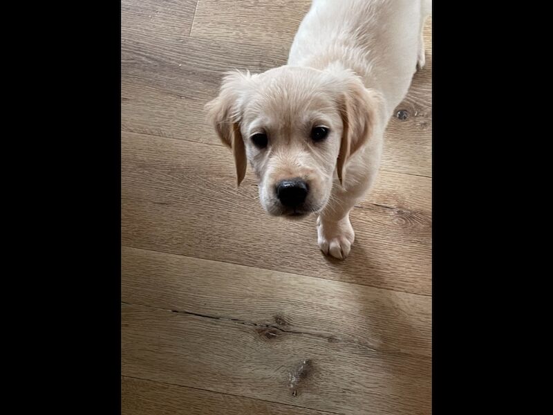 Golden Retriever puppies for sale in Haywards Heath, West Sussex – KC registered, 9 weeks old - Image 3 of 6