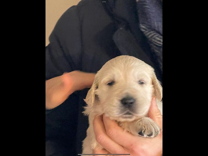 Golden Retriever puppies for sale in Haywards Heath, West Sussex – KC registered, 9 weeks old - Image 4 of 6