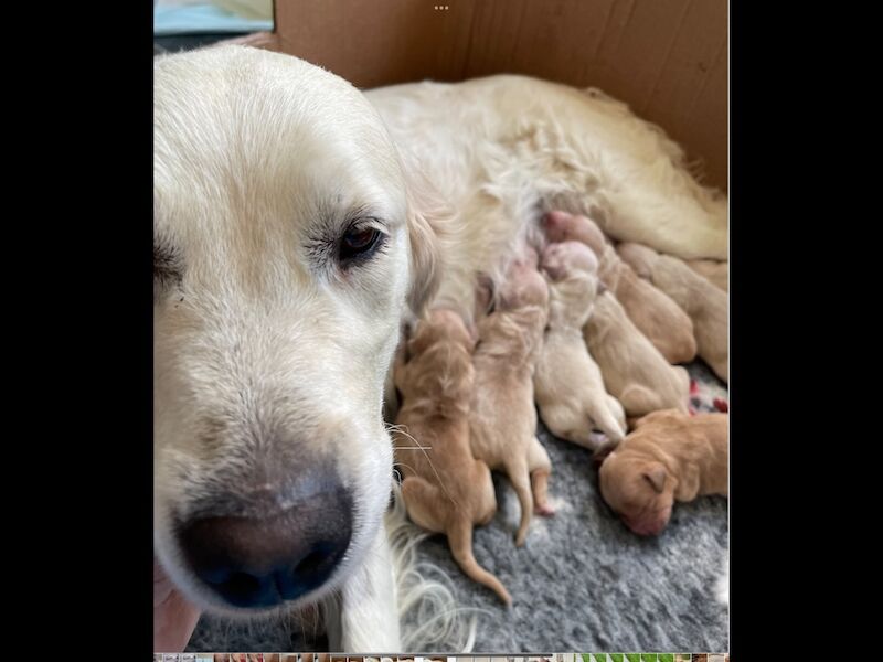 Golden Retriever puppies for sale in Haywards Heath, West Sussex – KC registered, 9 weeks old - Image 5 of 6