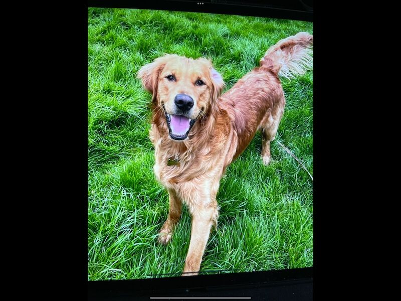 Golden Retriever puppies for sale in Haywards Heath, West Sussex – KC registered, 9 weeks old - Image 6 of 6