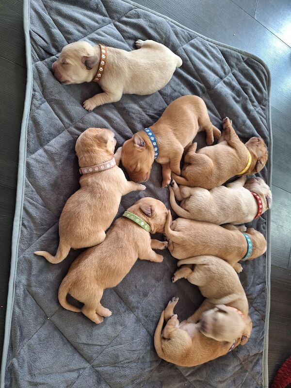 Golden Retriever puppies for sale in Tranent, East Lothian – 1 week old