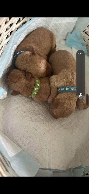 Golden Retriever puppies for sale in Tranent, East Lothian – 1 week old - Image 2 of 3