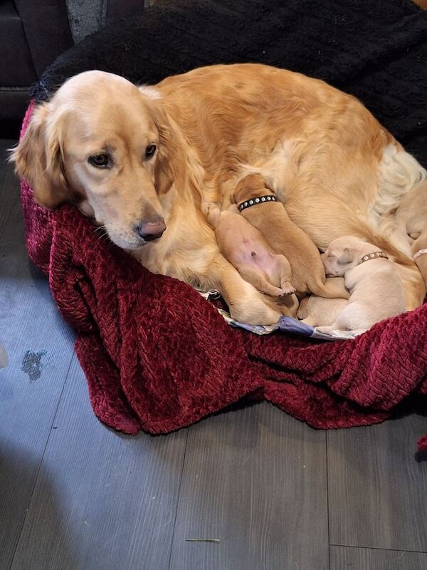 Golden Retriever puppies for sale in Tranent, East Lothian – 1 week old - Image 3 of 3